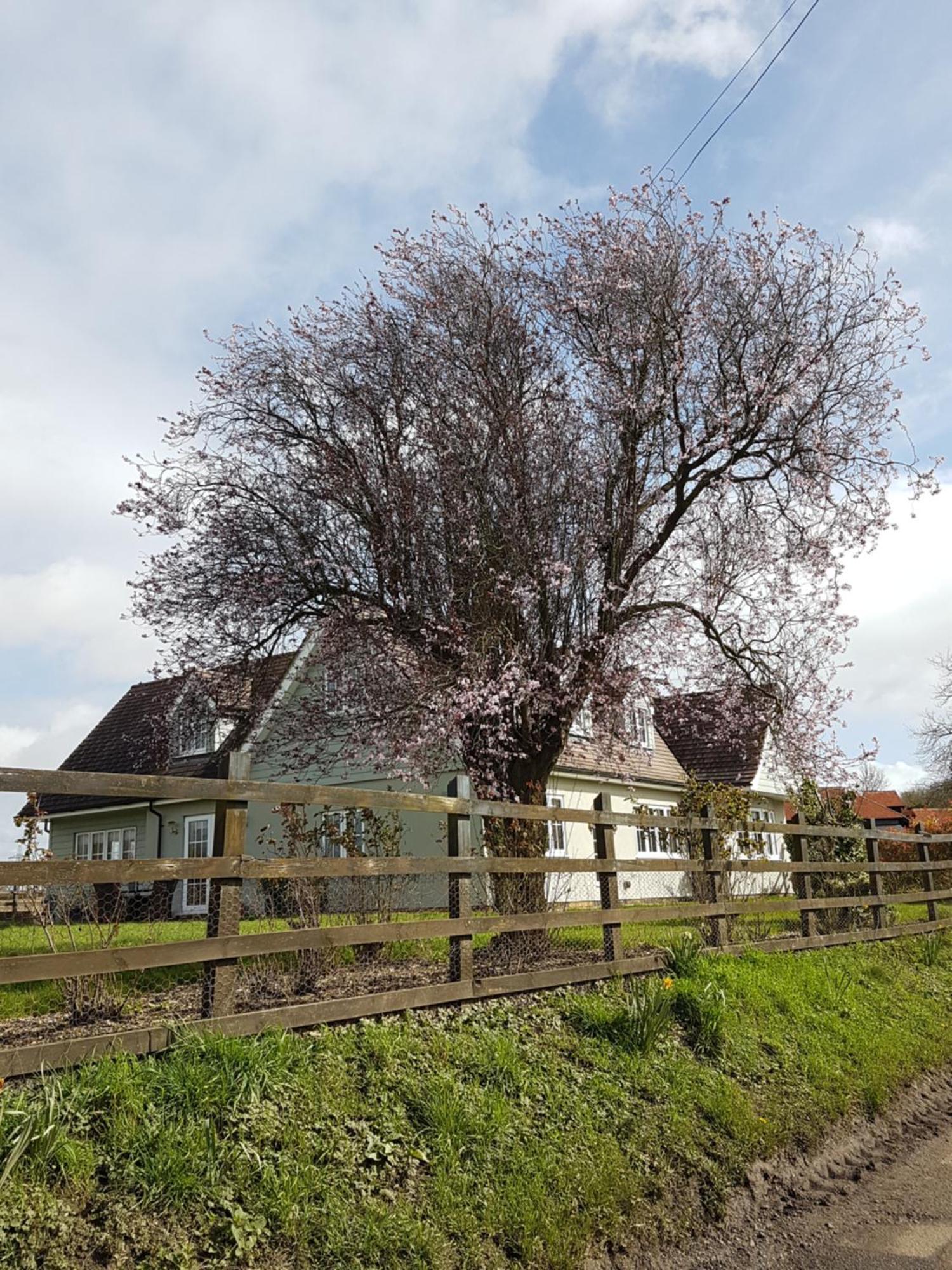 Spring Paddocks B&B Furneux Pelham Buitenkant foto